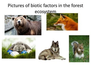 Pictures of biotic factors in the forest
ecosystem
 