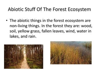 Abiotic Stuff Of The Forest Ecosystem
• The abiotic things in the forest ecosystem are
non-living things. In the forest they are: wood,
soil, yellow grass, fallen leaves, wind, water in
lakes, and rain.
 