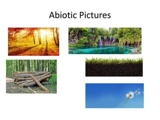 Abiotic Pictures
 