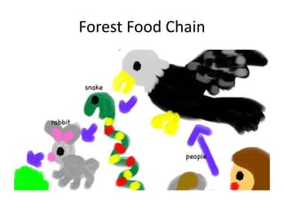 Forest Food Chain
 