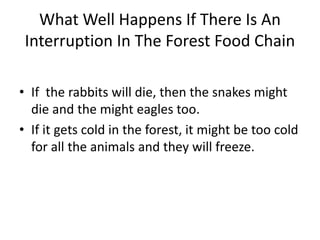 What Well Happens If There Is An
Interruption In The Forest Food Chain
• If the rabbits will die, then the snakes might
die and the might eagles too.
• If it gets cold in the forest, it might be too cold
for all the animals and they will freeze.
 