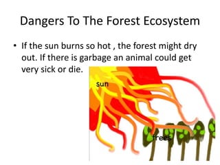 Dangers To The Forest Ecosystem
• If the sun burns so hot , the forest might dry
out. If there is garbage an animal could get
very sick or die.
 