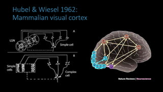 Hubel & Wiesel 1962:
Mammalian visual cortex
 