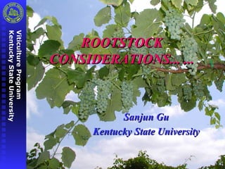 ViticultureProgramViticultureProgram
KentuckyStateUniversityKentuckyStateUniversity
ROOTSTOCKROOTSTOCK
CONSIDERATIONS... ...CONSIDERATIONS... ...
Sanjun GuSanjun Gu
Kentucky State UniversityKentucky State University
 