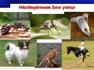 Prof.Dr. İbrahim USLU
Hibritleştirmede Sınır yokturHibritleştirmede Sınır yoktur
 