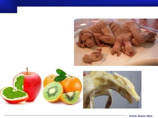 Prof.Dr. İbrahim USLU
 