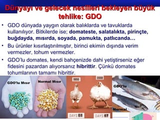 Prof.Dr. İbrahim USLU
• GDO dünyada yaygın olarak balıklarda ve tavuklarda
kullanılıyor. Bitkilerde ise; domateste, salatalıkta, pirinçte,
buğdayda, mısırda, soyada, pamukta, patlıcanda…
• Bu ürünler kısırlaştırılmıştır, birinci ekimin dışında verim
vermezler, tohum vermezler.
• GDO’lu domates, kendi bahçenizde dahi yetiştirseniz eğer
fidesini pazardan alıyorsanız hibrittir. Çünkü domates
tohumlarının tamamı hibrittir.
Dünyayı ve gelecek nesilleri bekleyen büyükDünyayı ve gelecek nesilleri bekleyen büyük
tehlike: GDOtehlike: GDO
 