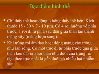 Đặc điểm hình thể

   Chỉ thấy thể hoạt động, không thấy thể kén. Kích
    thước 15 - 30 × 7 - 10 µm. Có 4 roi hướng về phía
    trước, 1 roi đi ra phía sau đến giữa thân tạo thành
    màng vây (màng lượn sóng).
   Khi trùng roi âm đạo hoạt động màng vây trông
    như làn sóng. Có một trục đi từ phía trước qua giữa
    thân kéo dài ra khỏi thân như đuôi của trùng roi
    dọc theo trục nhất là gần đuôi có nhiều hạt nhiễm
    sắc
 