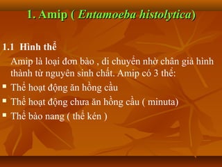 1. Amip ( Entamoeba histolytica)

1.1 Hình thể
  Amip là loại đơn bào , di chuyển nhờ chân giả hình
  thành từ nguyên sinh chất. Amip có 3 thể:
 Thể hoạt động ăn hồng cầu

 Thể hoạt động chưa ăn hồng cầu ( minuta)

 Thể bào nang ( thể kén )
 