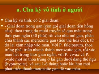 a. Chu kỳ vô tính ở người
   Chu kỳ vô tính: có 2 giai đoạn:
   - Giai đoạn trong gan (còn gọi giai đoạn tiền hồng
    cầu): thoa trùng do muỗi truyền sẽ qua máu trong
    thời gian ngắn (30 phút) rồi vào nhu mô gan, phân
    chia thành các merozoite gan (tiểu thể hoa cúc), từ
    đó lại xâm nhập vào máu. Với P. falciparum, thoa
    trùng phát triển nhanh thành merozoite gan, rồi vào
    máu hết trong thời gian ngắn; với P. vivax và P.
    ovale một số thoa trùng ở lại gan dưới dạng thể ngủ
    (hypnozoite), và sau 1-6 tháng hoặc lâu hơn mới
    phát triển thành merozoite gan để vào máu.
 