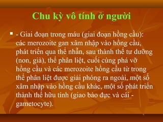 Chu kỳ vô tính ở người
   - Giai đoạn trong máu (giai đoạn hồng cầu):
    các merozoite gan xâm nhập vào hồng cầu,
    phát triển qua thể nhẫn, sau thành thể tư dưỡng
    (non, già), thể phân liệt, cuối cùng phá vỡ
    hồng cầu và các merozoite hồng cầu từ trong
    thể phân liệt được giải phóng ra ngoài, một số
    xâm nhập vào hồng cầu khác, một số phát triển
    thành thể hữu tính (giao bào đực và cái -
    gametocyte).
 