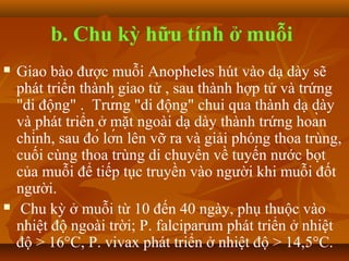 b. Chu kỳ hữu tính ở muỗi
   Giao bào được muỗi Anopheles hút vào dạ dày sẽ
    phát triển thành giao tử , sau thành hợp tử và trứng
    "di động" . Trứng "di động" chui qua thành dạ dày
    và phát triển ở mặt ngoài dạ dày thành trứng hoàn
    chỉnh, sau đó lớn lên vỡ ra và giải phóng thoa trùng,
    cuối cùng thoa trùng di chuyển về tuyến nước bọt
    của muỗi để tiếp tục truyền vào người khi muỗi đốt
    người.
    Chu kỳ ở muỗi từ 10 đến 40 ngày, phụ thuộc vào
    nhiệt độ ngoài trời; P. falciparum phát triển ở nhiệt
    độ > 16°C, P. vivax phát triển ở nhiệt độ > 14,5°C.
 