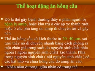 Thể hoạt động ăn hồng cầu

   Đó là thể gây bệnh thường thấy ở phân người bị
    bệnh lỵ amip, hoặc khu trú ở các áp xe thành ruột,
    hoặc ở các phủ tạng do amip di chuyển tới và gây
    nên.
   Thể ăn hồng cầu có kích thước từ 20- 40 µm. soi
    tươi thấy nó di chuyển nhanh bằng cách phóng ra
    một chân giả trong suốt do nguyên sinh chất phía
    ngoài ( ngoại nguyên sinh chất) tạo thành. Phía
    trong nguyên sinh chất ( nội nguyên sinh chất ) có
    các hạt nhỏ và chứa hồng cầu do amip ăn vào.
     Nhân nằm ở trong, giữa nhân có trung thể.
 