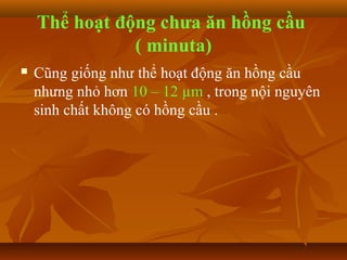 Thể hoạt động chưa ăn hồng cầu
               ( minuta)
   Cũng giống như thể hoạt động ăn hồng cầu
    nhưng nhỏ hơn 10 – 12 µm , trong nội nguyên
    sinh chất không có hồng cầu .
 