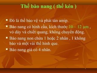 Thể bào nang ( thể kén )

   Đó là thể bảo vệ và phát tán amip.
   Bào nang có hình cầu, kích thước 10 – 12 µm ,
    vỏ dày và chiết quang, không chuyển động.
   Bào nang non chứa 1 hoặc 2 nhân , 1 không
    bào và một vài thể hình que.
   Bào nang già có 4 nhân.
 