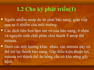 1.2 Chu kỳ phát triển(1)
   Người nhiễm amip do ăn phải bào nang, gián tiếp
    qua sự ô nhiễm của môi trường.
   Các dịch tiêu hoá làm tan vỏ của bào nang, 4 nhân
    và nguyên sinh chất phân chia thành 8 amíp thể
    minuta.
   Dưới các ảnh hưởng khác nhau, các minuta này có
    thể trở lại thành bào nang. Gặp điều kiện thuận lợi,
    minuta trở thành thể ăn hồng cầu có khả năng gây
    bệnh.
 