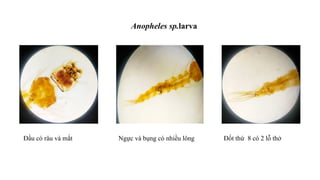 Medical Parasitology Practicum: Identification and Morphology of ...