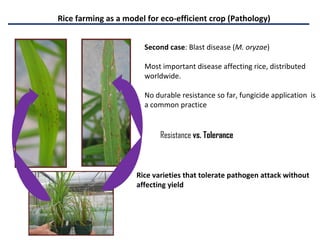 Eco-efficient Agriculture from Plant Pest and Disease Management Perspective