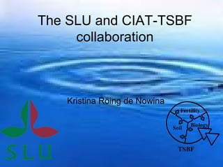 The SLU and CIAT-TSBF collaboration Kristina Röing de Nowina 