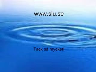 The SLU and CIAT-TSBF collaboration