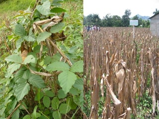 Eco-Efficient Agriculture & Central America