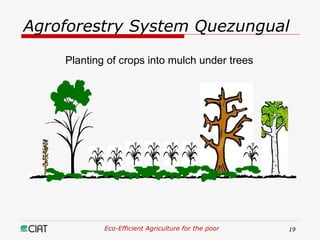 Eco-Efficient Agriculture & Central America