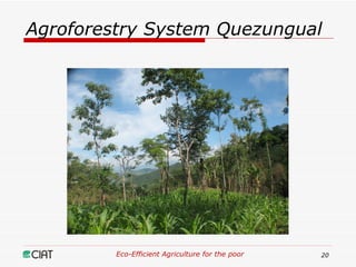 Eco-Efficient Agriculture & Central America