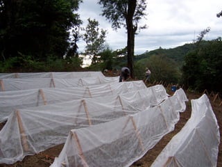 Eco-Efficient Agriculture & Central America