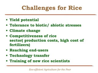 Creating Shared Value for Rice in Latin America and the Caribbean