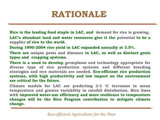 Creating Shared Value for Rice in Latin America and the Caribbean