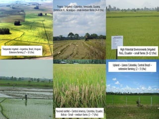 Creating Shared Value for Rice in Latin America and the Caribbean