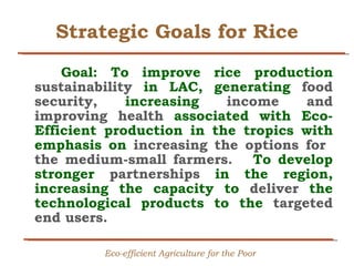 Creating Shared Value for Rice in Latin America and the Caribbean