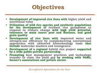 Creating Shared Value for Rice in Latin America and the Caribbean