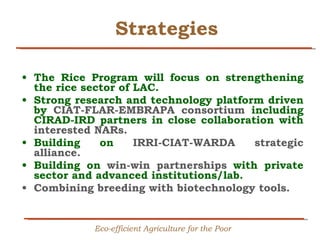 Creating Shared Value for Rice in Latin America and the Caribbean