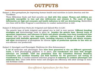 Creating Shared Value for Rice in Latin America and the Caribbean