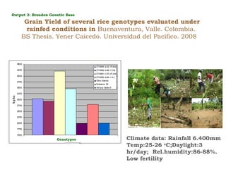 Creating Shared Value for Rice in Latin America and the Caribbean