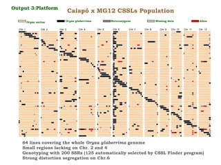 Creating Shared Value for Rice in Latin America and the Caribbean