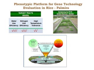 Creating Shared Value for Rice in Latin America and the Caribbean