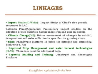 Creating Shared Value for Rice in Latin America and the Caribbean