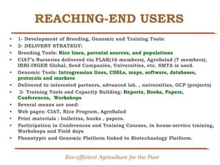 Creating Shared Value for Rice in Latin America and the Caribbean