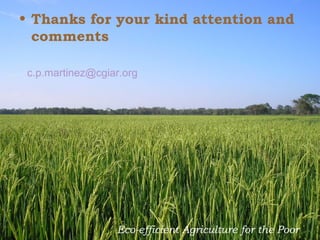 Creating Shared Value for Rice in Latin America and the Caribbean