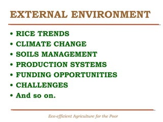 Creating Shared Value for Rice in Latin America and the Caribbean