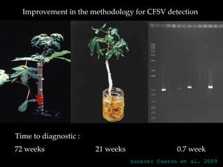 Keeping a Seed of Solutions when Energy and Climate become Unpredictable