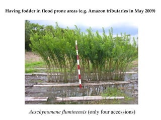 Keeping a Seed of Solutions when Energy and Climate become Unpredictable