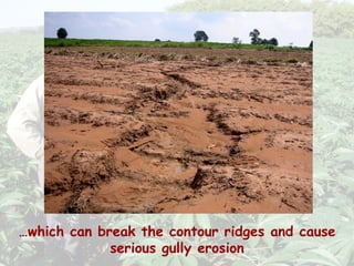 Cassava for sustainable poverty alleviation