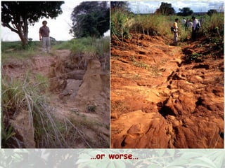 Cassava for sustainable poverty alleviation