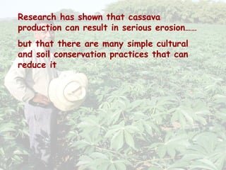 Cassava for sustainable poverty alleviation