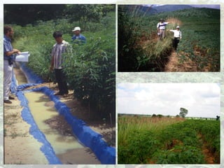 Cassava for sustainable poverty alleviation