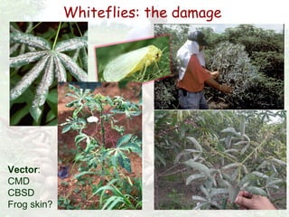 Cassava for sustainable poverty alleviation