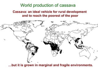 Cassava for sustainable poverty alleviation